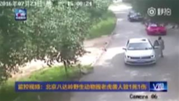 بالفيديو ..نمر يتهجم  على امرأة ويقتل غيرها 