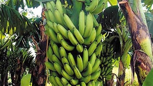 زراعة الموز فى جوادولوب الفرنسية بدون مبيدات حشرية