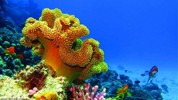 الخطر يهدد أكبر حصن للشعب المرجانية في العالم