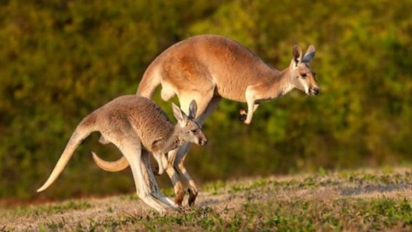 الحيوانات البرية تلجأ للمناطق السكنية هربا من الجفاف في أستراليا