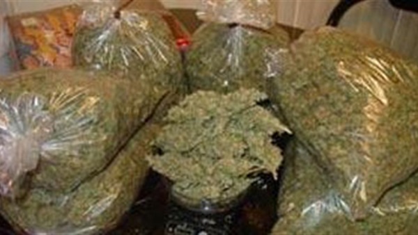 ضبط 10 كيلو بانجو بحوزة عاطل بكوم امبو ضبط 10 كيلو بانجو بحوزة عاطل بكوم امبو