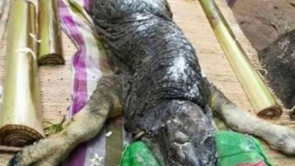 ولادة حيوان غامض يجمع ما بين التمساح والثور ولادة حيوان غامض يجمع ما بين التمساح والثور