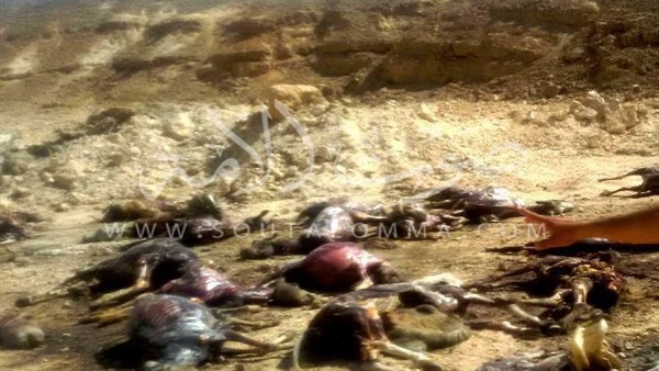 بالصور.. العثور على حمير مذبوحة في سوهاج بالصور.. العثور على حمير مذبوحة في سوهاج