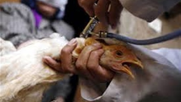 ضبط ربع طن دواجن محقونة بالمياه فى بورسعيد ضبط ربع طن دواجن محقونة بالمياه فى بورسعيد