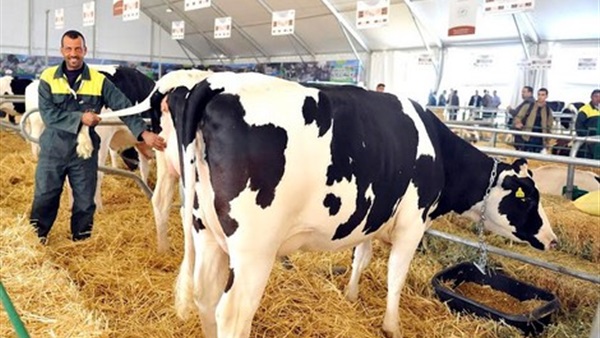 محافظ قنا: 25 عنبرا للأبقار الحلابة بمشروع الألبان الجديد