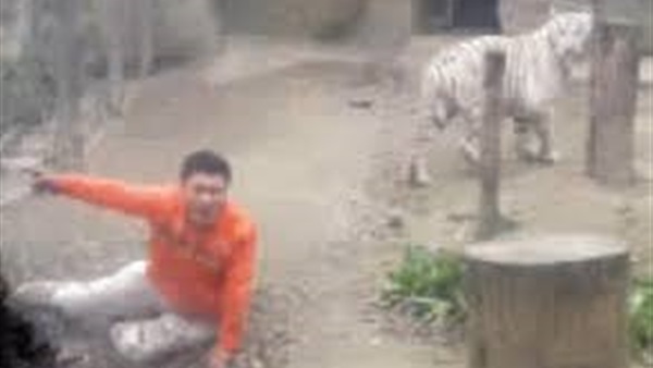 رجل يعاني من الاكتئاب يقفز داخل قفص للنمور في الصين رجل يعاني من الاكتئاب يقفز داخل قفص للنمور في الصين