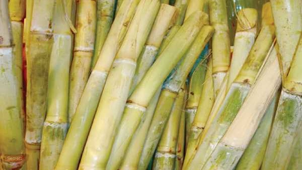 نائب قنا يتهم الحكومة بالتهرب من رفع سعر طن القصب