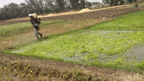 زراعة القليوبية: تشكيل لجان لإزالة مشاتل الأرز المخالفة بالمحافظة