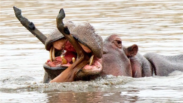 بالصور..هجوم مرعب لفرس نهر على ظبي وسط المياه