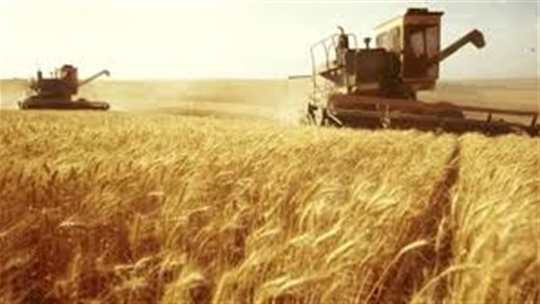 رومانيا تسجل محصولا قياسيا في إنتاج القمح