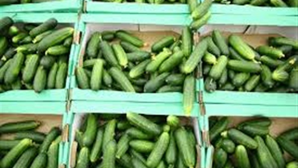 تقارير.. تناول الخيار بشكل يومى يحميك من قرحة المعدة