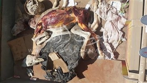 بالفيديو والصور.. ضبط مجزر لذبح الحمير بالفيوم بالفيديو والصور.. ضبط مجزر لذبح الحمير بالفيوم