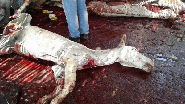 نيابة الفيوم تحقق فى واقعة ضبط مجزر لذبح حمير 