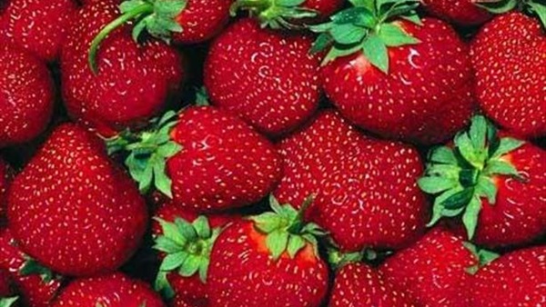 أمريكا تزعم ارتفاع عدد مصابي الكبد بسبب الفراولة المصرية أمريكا تزعم ارتفاع عدد مصابي الكبد بسبب الفراولة المصرية