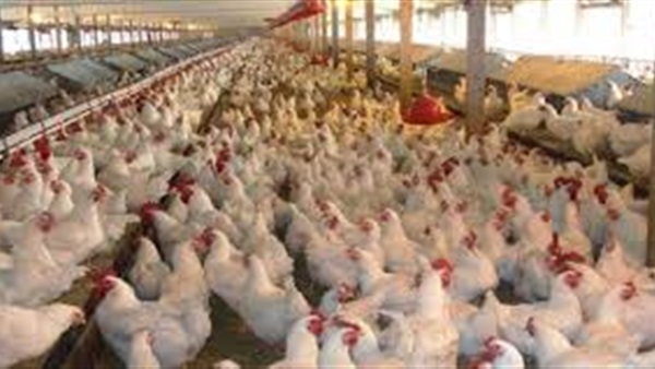 إعدام آلاف الدواجن في توجو بسبب إنفلونزا الطيور إعدام آلاف الدواجن في توجو بسبب إنفلونزا الطيور