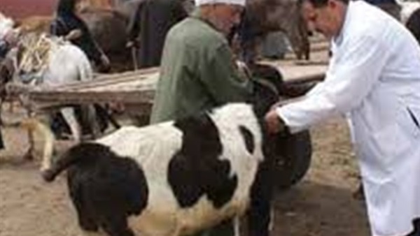 «بيطري البحر الأحمر» يستعد لعيد الأضحي بتطوير المجازر «بيطري البحر الأحمر» يستعد لعيد الأضحي بتطوير المجازر