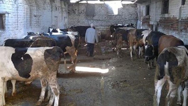 طوارىء بالطب البيطرى بجنوب سيناء استعدادا لعيد الاضحى طوارىء بالطب البيطرى بجنوب سيناء استعدادا لعيد الاضحى