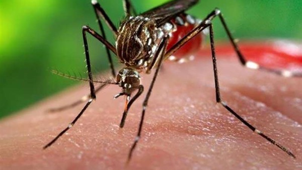 ماليزيا تسجل أول حالة إصابة بفيروس "زيكا"