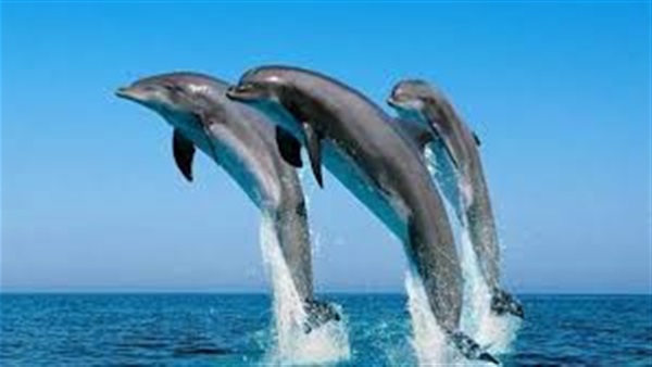 اكتشاف معاناة الثدييات البحرية من عدم انتظام ضربات القلب أيضا