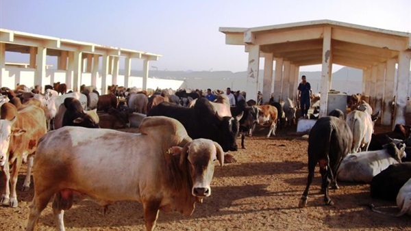  ميناء أبو طرطور يستقبل 4 شحنات من العجول الحية  
