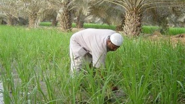 غدا الجمعة الذكرى 64 على أول احتفال بعيد الفلاح المصري