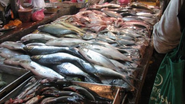 المشروع القومي للاستزراع السمكى بكفر الشيخ يساهم فى زيادة الثروة