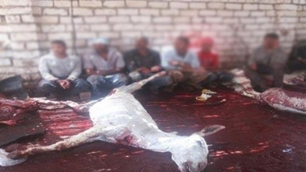 «وزارة الزراعة»: هذه الدولة سبب انتشار ذبح الحمير في مصر