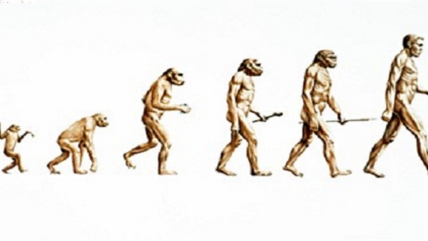 مخالفة لنظرية دارون..دراسة تثبت ان "القرد أصله أنسان"