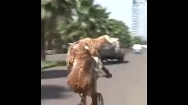 بالفيديو.. شاب على دراجة هوائية يحمل خروفين فوق ظهره