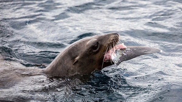 بالفيديو والصور.. لقطات نادرة لكلب بحر يفترس سمكة قرش