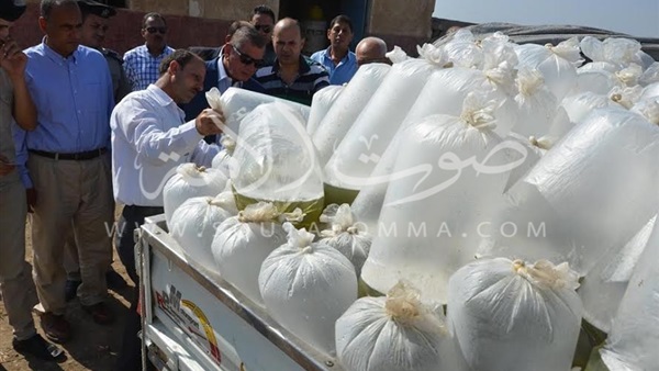 بالفيديو والصور.. ضبط سيارة محملة بوحدات زريعة حية من أسماك البورى