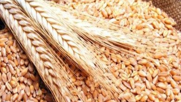 ننشر تفاصيل إلغاء الحكومة قرار وزير الزراعة بمنع استيراد قمح«الإرجوت» ننشر تفاصيل إلغاء الحكومة قرار وزير الزراعة بمنع استيراد قمح«الإرجوت»