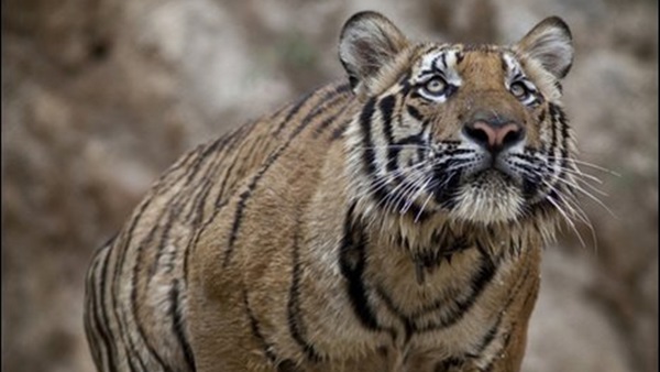 جماعات حقوقية: لاوس تعد بالتخلص من مزارع النمور