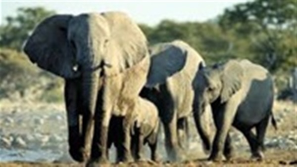 تقرير: الجهود العالمية لمكافحة مهربي العاج لا تزال قاصرة