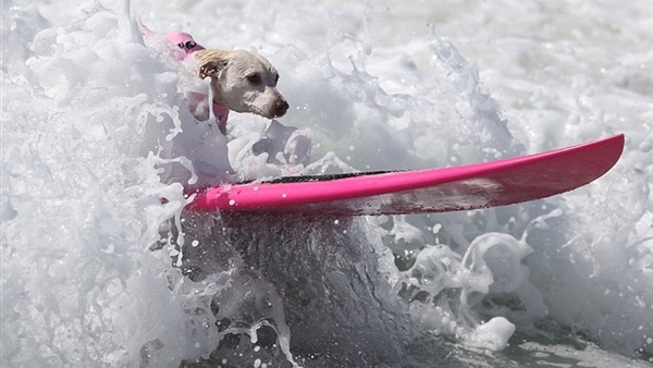 بالصور.. شاطئ هنتنجتون بيتش بكاليفورنيا يستقبل 65 كلبا