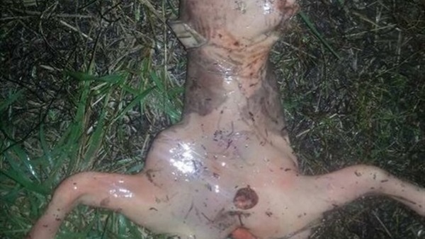 بالصور.. العثور على كائنات فضائية بولاية كاليفورنيا بالصور.. العثور على كائنات فضائية بولاية كاليفورنيا