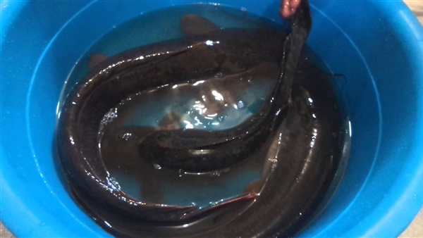 غلق مستشفى «القراميط» بالدقهلية 3 أشهر 