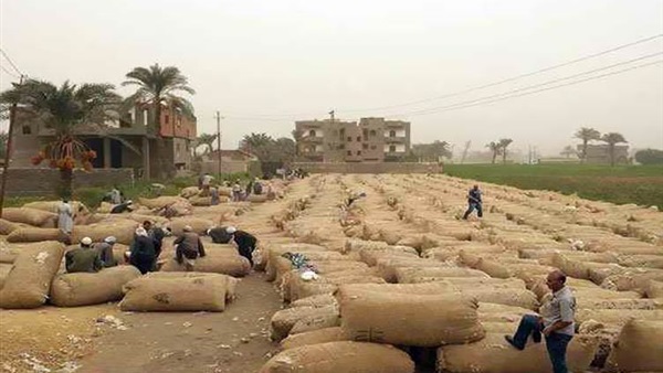 جني 22 ألف فدان قطن في كفر الشيخ جني 22 ألف فدان قطن في كفر الشيخ