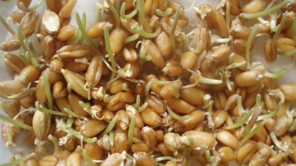 4 أسباب صحية تجعلك حريصا على تناول براعم بذور الفول والحلبة 4 أسباب صحية تجعلك حريصا على تناول براعم بذور الفول والحلبة