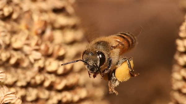 استخدام النحل في مراقبة تلوث البيئة في بلجيكا