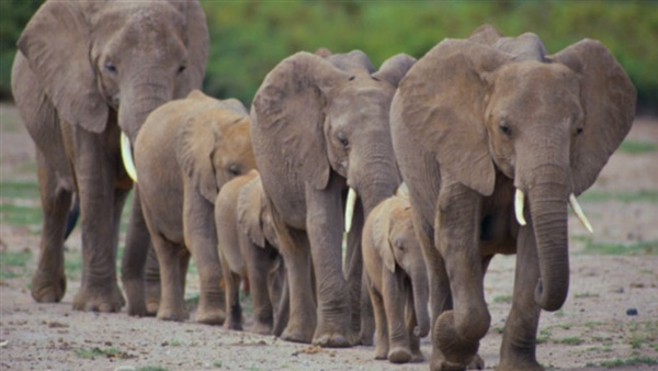 تكنولوجيا الفضاء تجتاح إفريقيا لحماية الأفيال من الانقراض