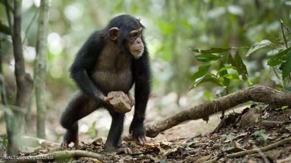 دراسة: «الشمبانزي» و«البونوبو» يعودان إلى أصل أصل واحد
