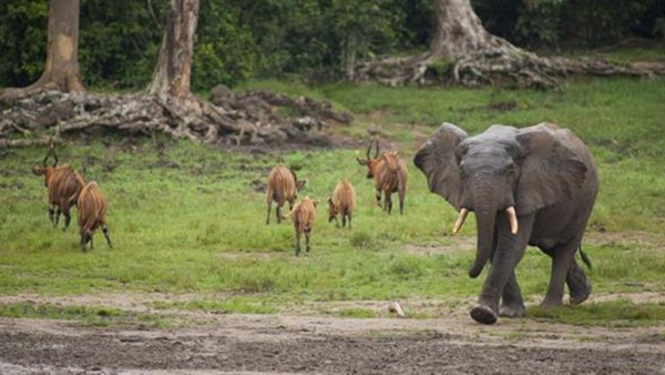 تراجع أعداد الكائنات الحية البرية بنحو 60% منذ 1970
