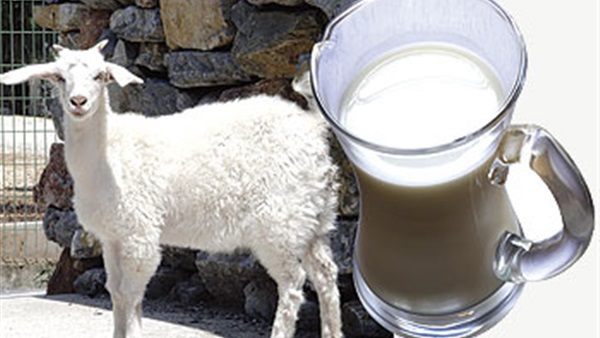 4 فوائد لتناول لبن الأغنام.. تعرف عليها