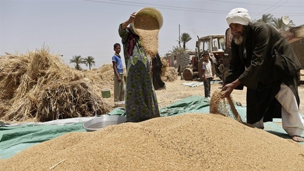 جنايات القاهرة: إخلاء سبيل 4 متهمين في قضية فساد القمح بكفالة 10 الآف جنيه 