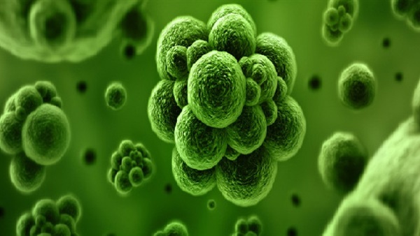 الكشف عن «بكتيريا» تنتج «بروتينات» تؤثر في الشعور بالشبع