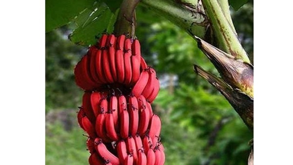 هل تعلم أن هناك موز أحمر ؟ هل تعلم أن هناك موز أحمر ؟
