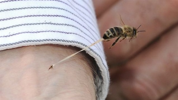 أفضل طريقة لعلاج لدغات النحل والدبابير