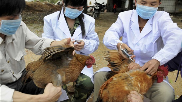 إعدام مئات الآلاف من الدجاج والبط في اليابان بسبب إنفلونزا الطيور