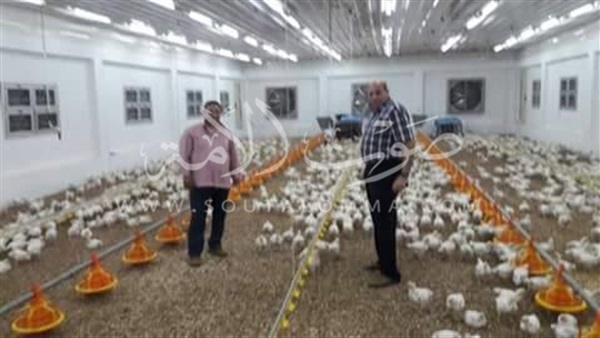 «مزارعي الدواجن» في دمياط: «ياريت الحكومة تمشي» (صور) «مزارعي الدواجن» في دمياط: «ياريت الحكومة تمشي» (صور)
